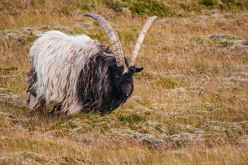 mature-icelandic-buck